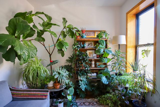 Plants in a living room in NYC